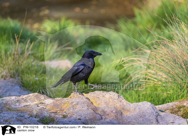carrion crow / PW-10216