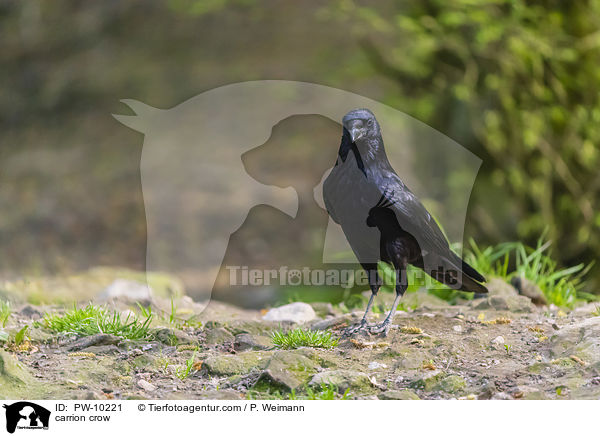 carrion crow / PW-10221