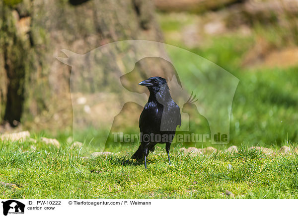 carrion crow / PW-10222