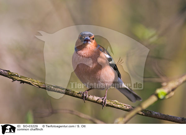 common chaffinch / SO-03229