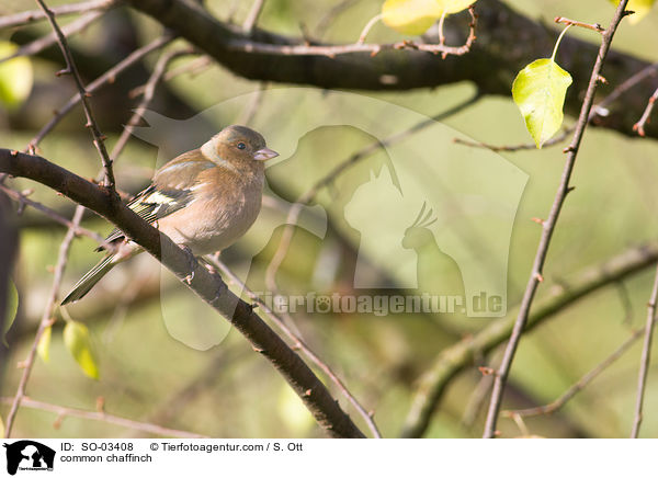 common chaffinch / SO-03408