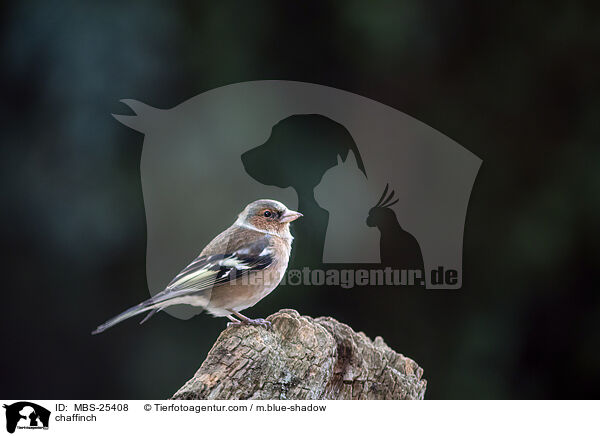 chaffinch / MBS-25408