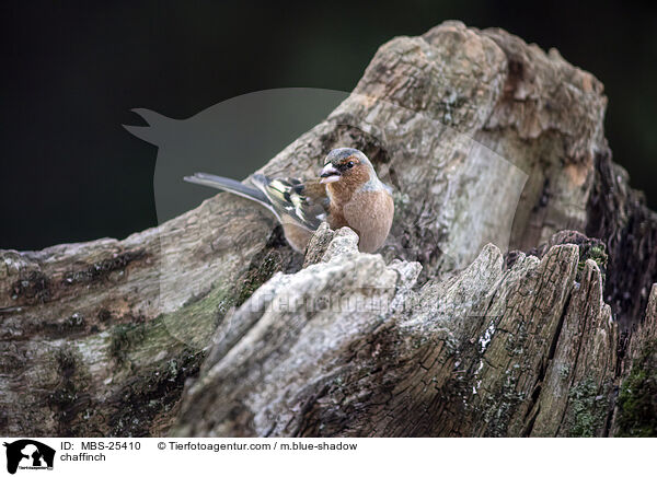 chaffinch / MBS-25410