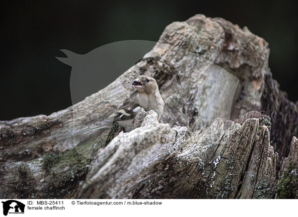 female chaffinch / MBS-25411