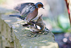 common chaffinches