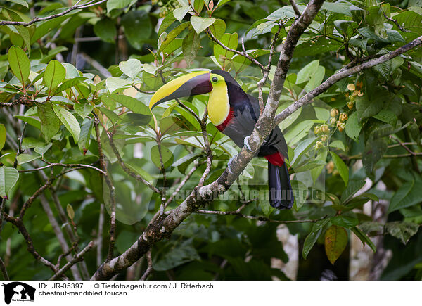 chestnut-mandibled toucan / JR-05397