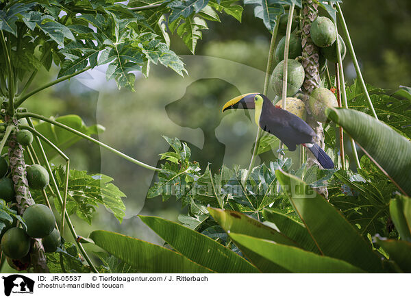 chestnut-mandibled toucan / JR-05537