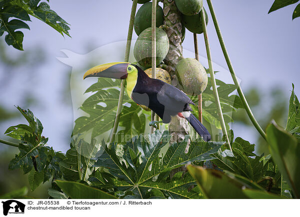 chestnut-mandibled toucan / JR-05538