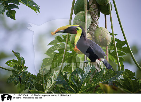 chestnut-mandibled toucan / JR-05544