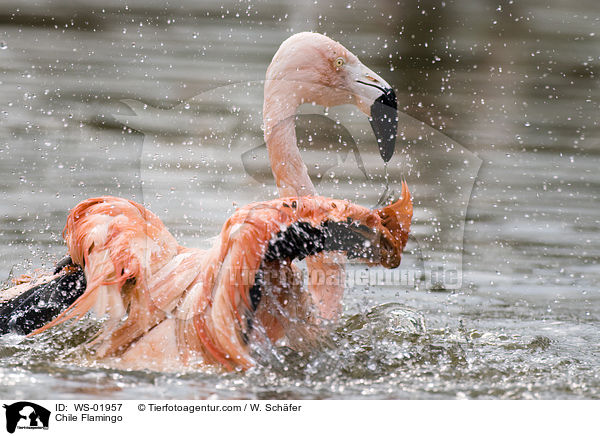 Chile Flamingo / WS-01957