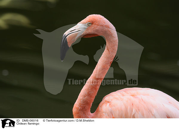 Chileflamingo / Chilean flamingo / DMS-06016