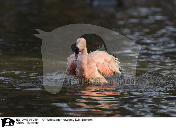 Chilean flamingo / DMS-07955