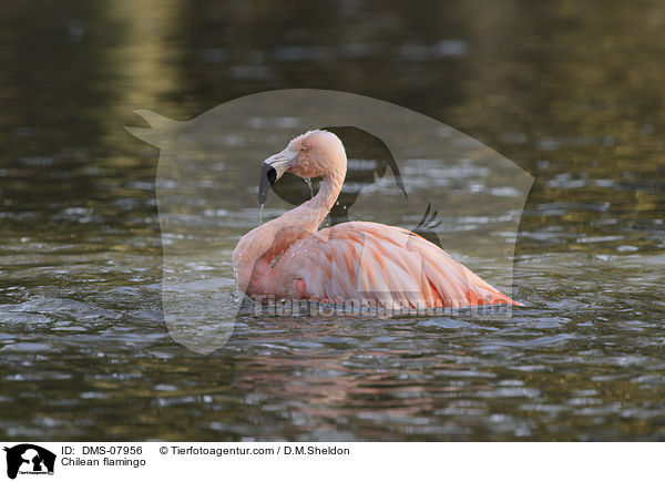 Chilean flamingo / DMS-07956