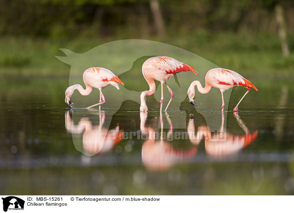 Chileflamingos / Chilean flamingos / MBS-15261