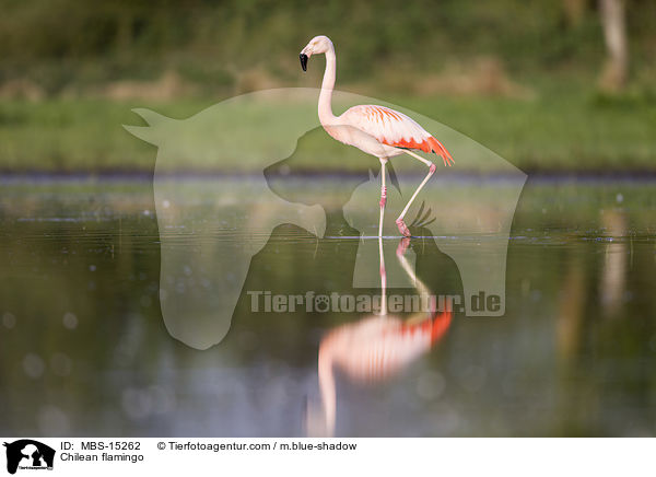 Chileflamingo / Chilean flamingo / MBS-15262