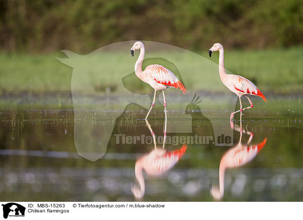 Chilean flamingos / MBS-15263