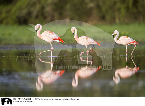 Chilean flamingos / MBS-15264