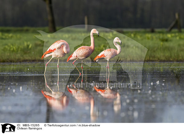 Chilean flamingos / MBS-15265