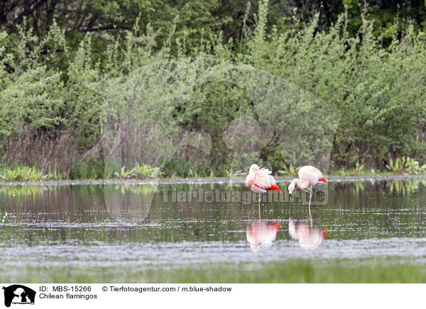 Chileflamingos / Chilean flamingos / MBS-15266