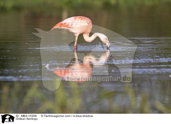 Chilean flamingo / MBS-15268