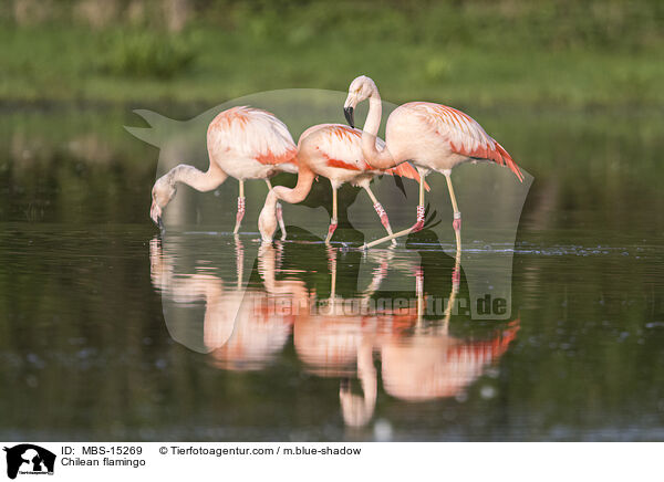 Chilean flamingo / MBS-15269
