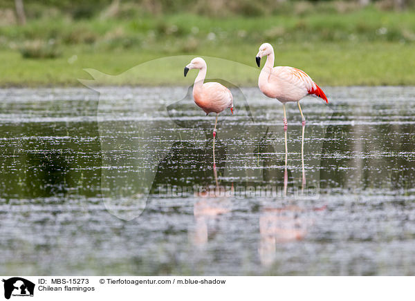 Chilean flamingos / MBS-15273