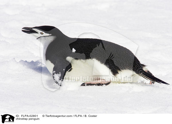 chinstrap penguin / FLPA-02801