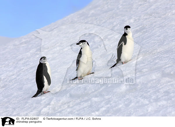 chinstrap penguins / FLPA-02807