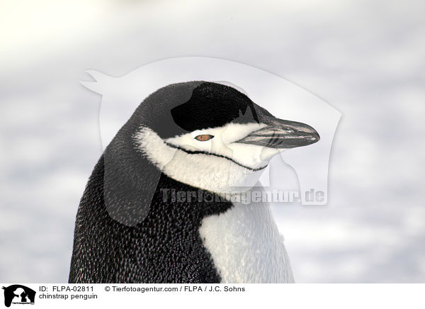 chinstrap penguin / FLPA-02811