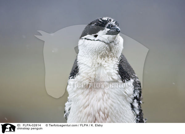 chinstrap penguin / FLPA-02814