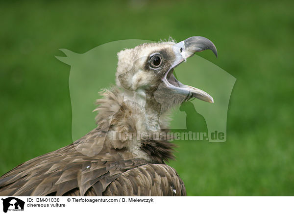 cinereous vulture / BM-01038