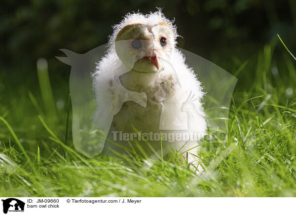 barn owl chick / JM-09660