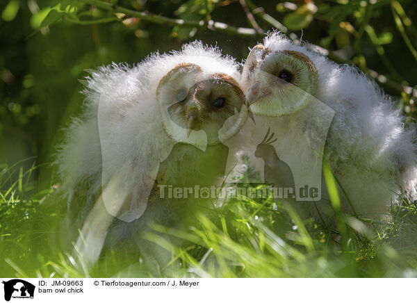 barn owl chick / JM-09663