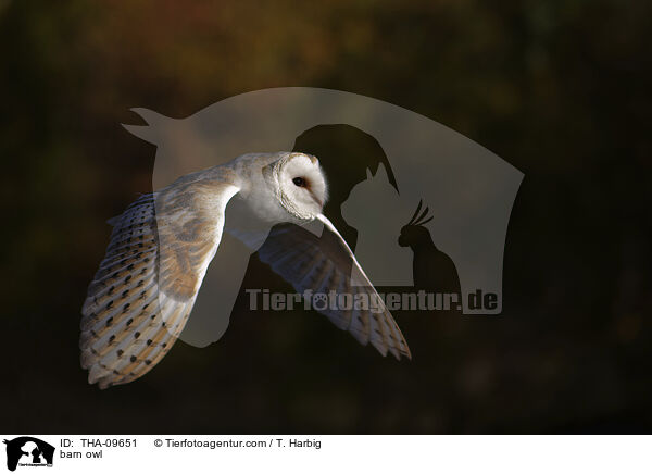 barn owl / THA-09651
