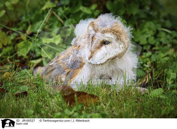 barn owl / JR-06527