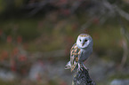 barn owl sits on a branch