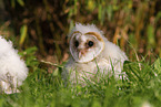 barn owl chick