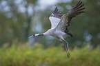flying Common Crane