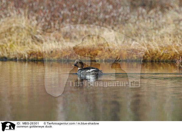 common goldeneye duck / MBS-26301