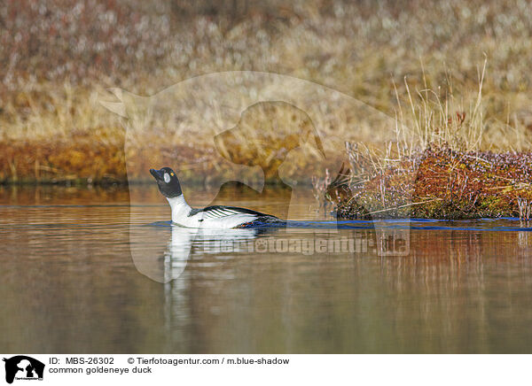 common goldeneye duck / MBS-26302