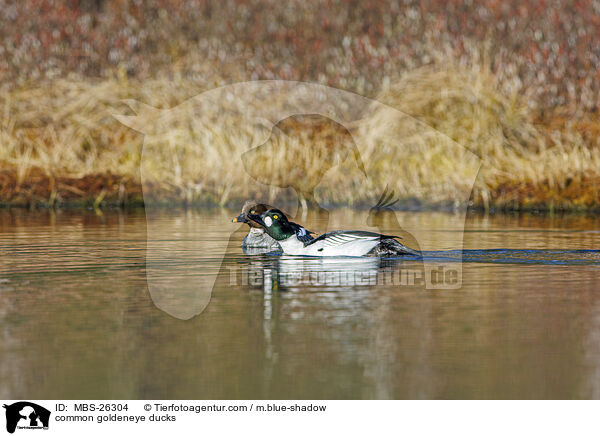 common goldeneye ducks / MBS-26304