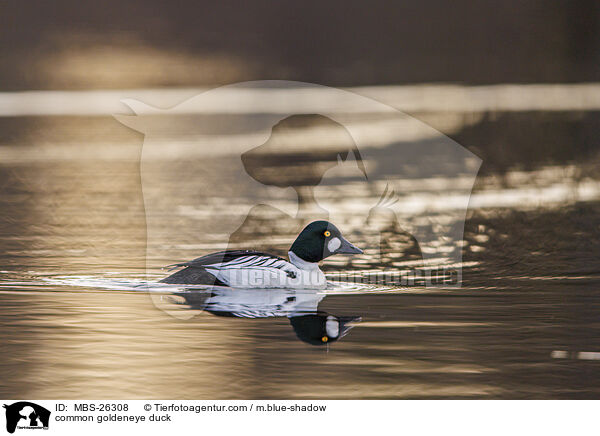 common goldeneye duck / MBS-26308