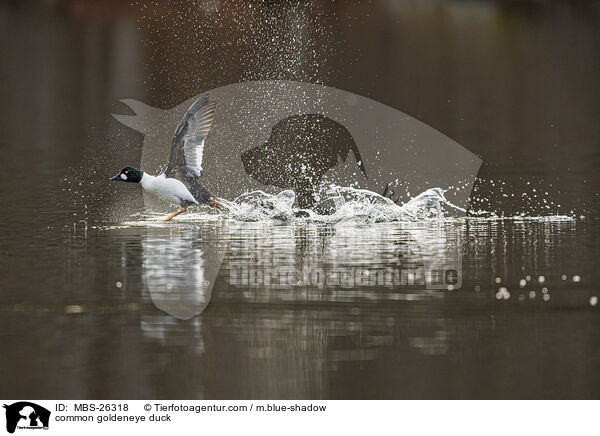 common goldeneye duck / MBS-26318