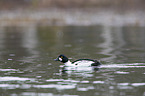 swimming Common Goldeneye Duck