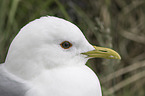 common gull