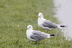 common gulls