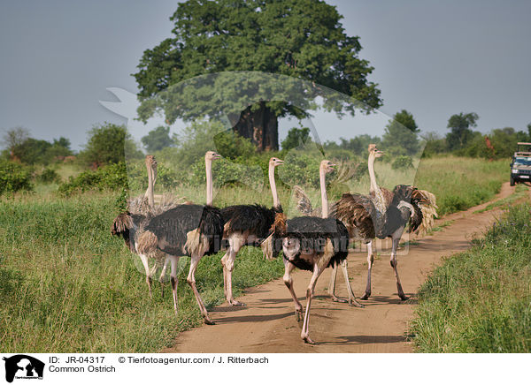 Common Ostrich / JR-04317