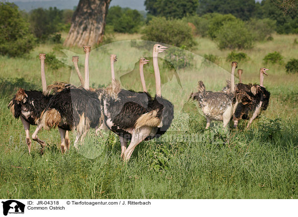 Common Ostrich / JR-04318