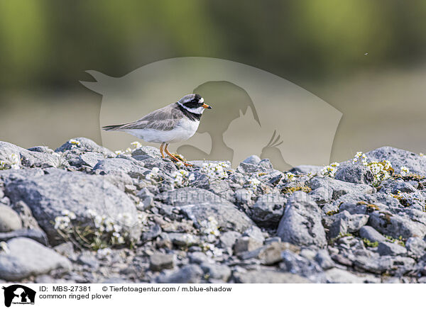 common ringed plover / MBS-27381