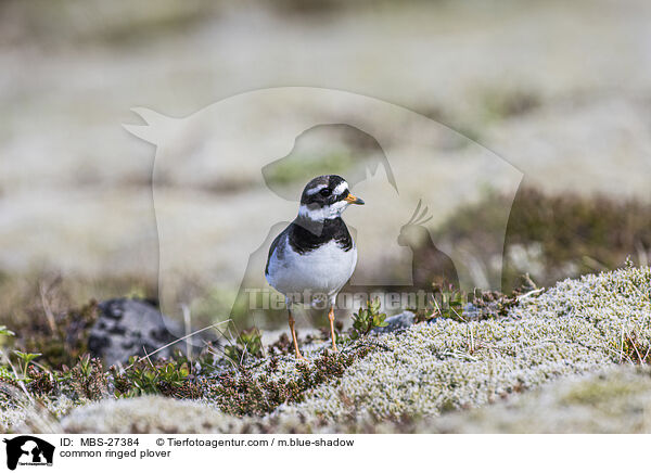 common ringed plover / MBS-27384